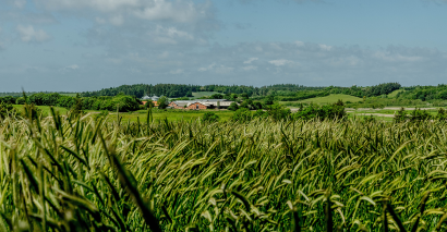 Suddenly, Rye Makers in Europe Are Not Allowed to Call it Rye