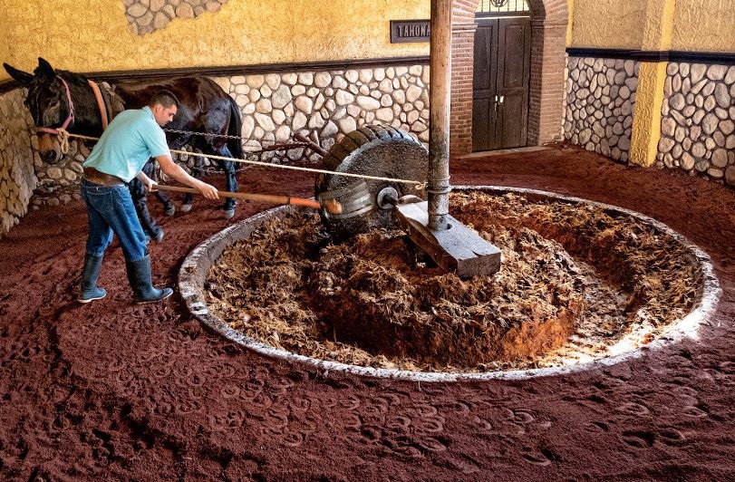 Most tequilas are made by cookingthe piña, grinding it down, and fermenting the mash. RICHARD ELLIS / ALAMY STOCK PHOTO